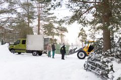 Urosleijona saapui lumiseen Korkeasaareen tammikuussa. Kuva: Annika Sorjonen / Korkeasaaren eläintarha