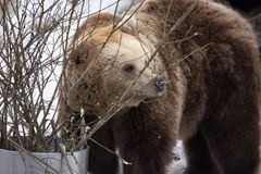 Karhu nuuskii pajunkissoja. Kuva: Annika Sorjonen / Korkeasaaren eläintarha