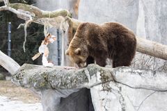 Karhu nuuskii ruokavirikkeen jämiä. Kuva: Annika Sorjonen / Korkeasaaren eläintarha