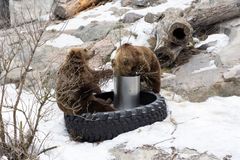 Karhut tutkivat pajunkissavirikettä. Kuva: Annika Sorjonen / Korkeasaaren eläintarha