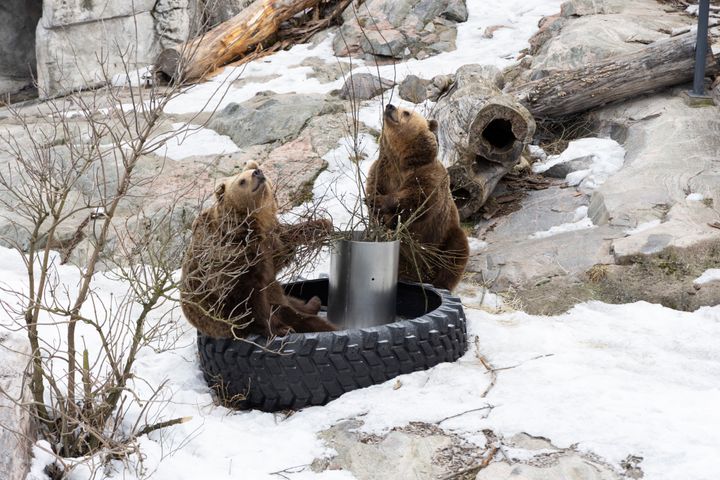 Karhut hamuavat keväisiä pajunoksia.