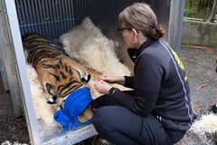 Ohana nukutettiin kuljetuslaatikkoon siirtoa varten. Kuva: Annika Sorjonen / Korkeasaaren eläintarha