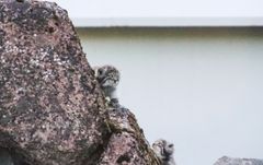 Manulinpennut nähtiin ulkoilemassa jo juhannuksena. Kuva: Virpi Kiviniemi / Korkeasaaren eläintarha