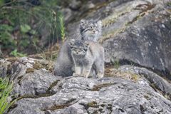 Kissojen Yössä kerätään tänä vuonna varoja manulien suojeluun. Kuva: Annika Sorjonen / Korkeasaaren eläintarha