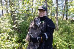Partakorppikotka Korkeasaaren eläintenhoitaja Hanna Hohtovirran sylissä. Kuva: Annika Sorjonen / Korkeasaaren eläintarha