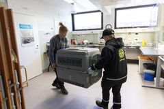 Kuraattori Ulla Tuomainen ja eläintenhoitaja Hanna Hohtovirta valmistelevat partakorppikotkan kuljetuslaatikkoa. Kuva: Annika Sorjonen / Korkeasaaren eläintarha