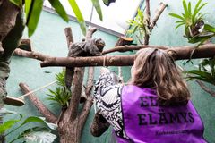 Apinaelämyksessä tehdään virikkeitä Amazonia-talon valkopääsakeille. Kuva: Annika Sorjonen / Korkeasaaren eläintarha