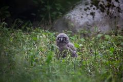 Tunturipöllön poikaset kuoriutuivat kesäkuun alussa. Kuva: Korkeasaaren eläintarha / Mari Lehmonen