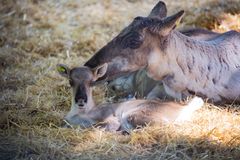 Metsäpeurojen vasat osallistuvat suojeluhankkeeseen Suomessa. Kuva: Mari Lehmonen / Korkeasaaren eläintarha