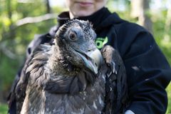Maaliskuussa kuoriutunut partakorppikotkan poikanen lentää pian luonnossa. Kuva: Annika Sorjonen / Korkeasaaren eläintarha