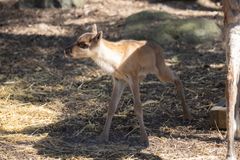 Metsäpeuravasoista ensimmäinen sai nimen Räme. Tämän vuoden eläinlapset nimetään R-alkuisilla nimillä. Kuva: Annika Sorjonen / Korkeasaaren eläintarha