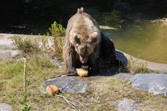 Karhu raapimassa helleherkkua