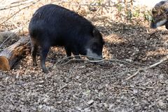 Huulipekari syömässä