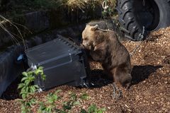Roskis ei auennut työntämällä...