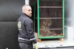 Amurintiikeri Odris ja eläintenhoitaja Jonne Stenroth. Kuva: Annika Sorjonen, Korkeasaaren eläintarha