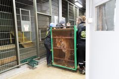 Amurintiikerin kuljetuslaatikko kannetaan tiikereiden takatiloihin. Kuva: Annika Sorjonen, Korkeasaaren eläintarha