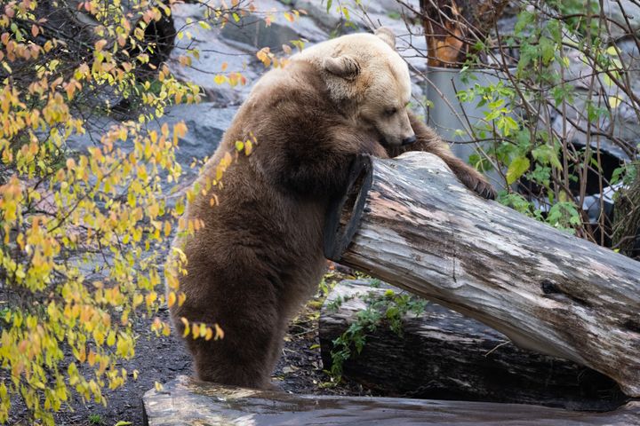 Korkeasaaren karhut maistelivat hunajaa ennen talviunille vetäytymistä. Kuva: Annika Sorjonen, Korkeasaaren eläintarha