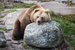 Karhut ovat olleet unisia jo useamman viikon. Kuva: Mari Lehmonen, Korkeasaaren eläintarha