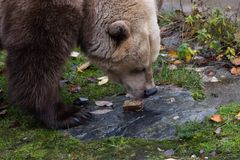 Karhu herkuttelee hunajakennolla. Kuva: Annika Sorjonen, Korkeasaaren eläintarha