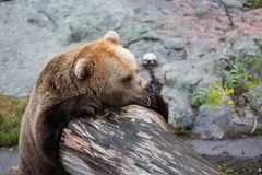 Karhu maistelee hunajaa tassustaan. Kuva: Annika Sorjonen, Korkeasaaren eläintarha