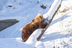 Karhu hankaa itseään puunrunkoa vasten. Kuva: Julia Peltola, Korkeasaaren eläintarha