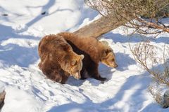 Korkeasaaren karhut Sofia ja Yulia ulkoilevat auringonpaisteessa. Kuva: Julia Peltola, Korkeasaaren eläintarha