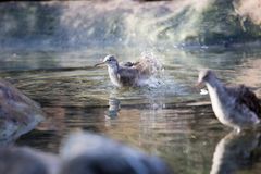 Suokukkonaaras kylpee Korkeasaaressa. Kuva: Mari Lehmonen, Korkeasaaren eläintarha