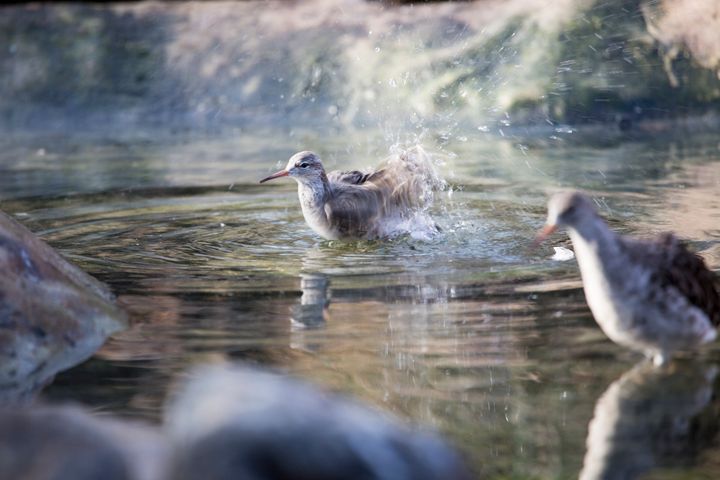 Suokukkonaaraiden talvehtimisalueen kosteikko tarvitsee suojelua. Kuva: Mari Lehmonen, Korkeasaaren eläintarha