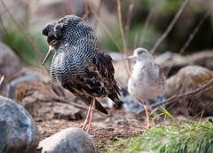 Suokukkokoiraat koreilevat kauluksilla keväisin. Kuva: Maarit Hohteri, Korkeasaaren eläintarha