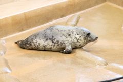 Porkkalan kuutin haavat ovat parantuneet. Kuva: Annika Sorjonen, Korkeasaaren eläintarha