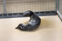 Kokkolan kuutti painoi saapuessaan vain 8,5 kg. Kuva: Annika Sorjonen, Korkeasaaren eläintarha