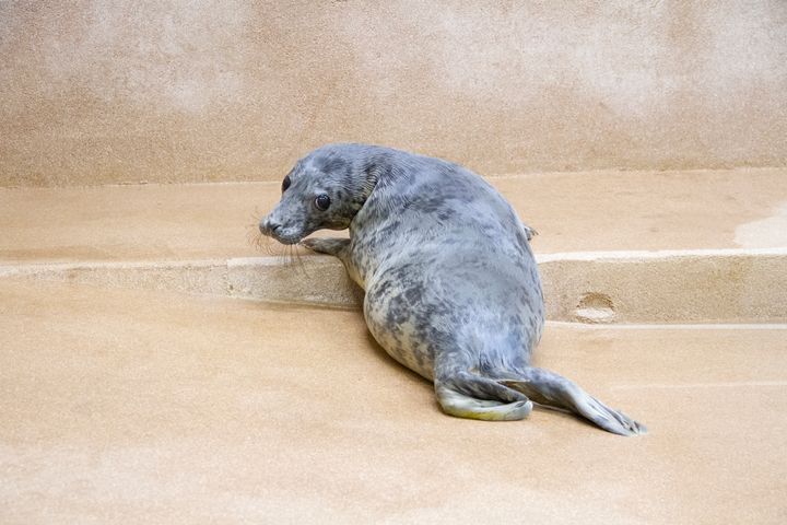 Porkkalan kuuttia on hoidettu Villieläinsairaalassa jo kuukauden ajan. Kuva: Julia Peltola, Korkeasaaren eläintarha