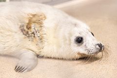 Porkkalan kuutti saapui maaliskuun puolivälissä kuuttikarvaisena ja haavoittuneena. Kuva: Annika Sorjonen, Korkeasaaren eläintarha