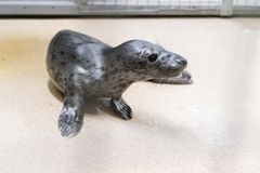 Kokkolan kuutti saa nyt hoitoa Villieläinsairaalassa. Kuva: Annika Sorjonen, Korkeasaaren eläintarha