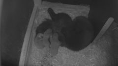 Cubs at two weeks old