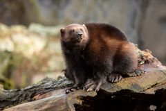 Pinja, mother of the cubs