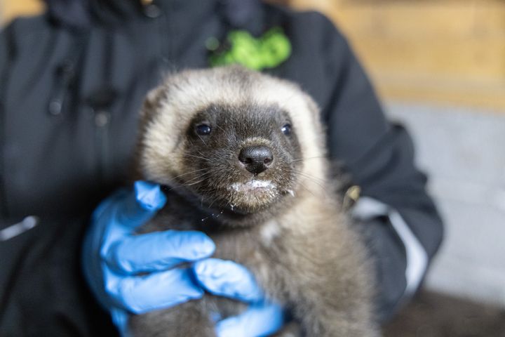 Female cub has just gotten deworming treatment