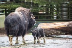 Kili maistelee jo oksia emonsa kanssa. Kuva: Mari Lehmonen, Korkeasaaren eläintarha