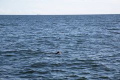 Kokkolan hylje suunnisti suoraan luotoa kohti. Kuva: Mari Lehmonen, Korkeasaaren eläintarha