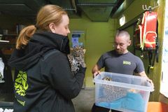 Eläintenhoitajat toivat pennut terveystarkastusta varten pesäkopista. Kuva: Annika Sorjonen, Korkeasaaren eläintarha