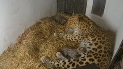 Eläintenhoitajat ovat seuranneet emon ja pentujen arkea pesäkamerasta. Kuva: Korkeasaaren eläintarha