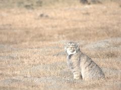 Manuleilla on käynnissä kaksi suojeluprojektia Intiassa. Kuva: Snow Leopard Conservancy India Trust