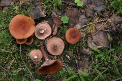 Sikurirouskuja metsässä.
