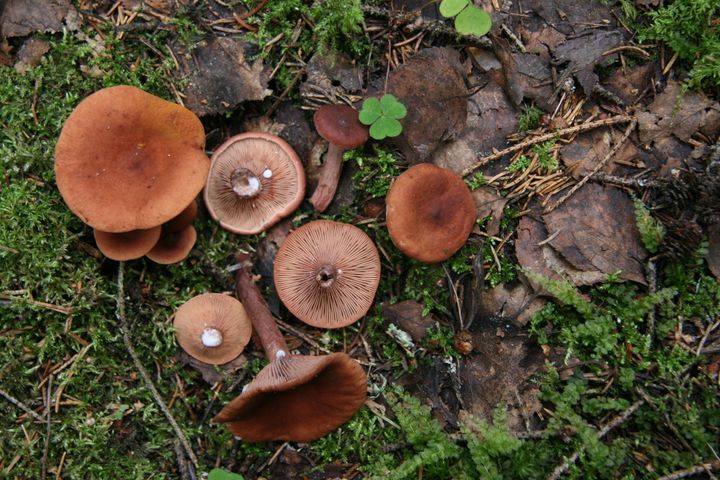 Sikurirouskuja metsässä.