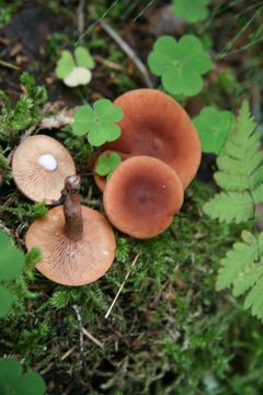 Sikurirouskuja metsässä.