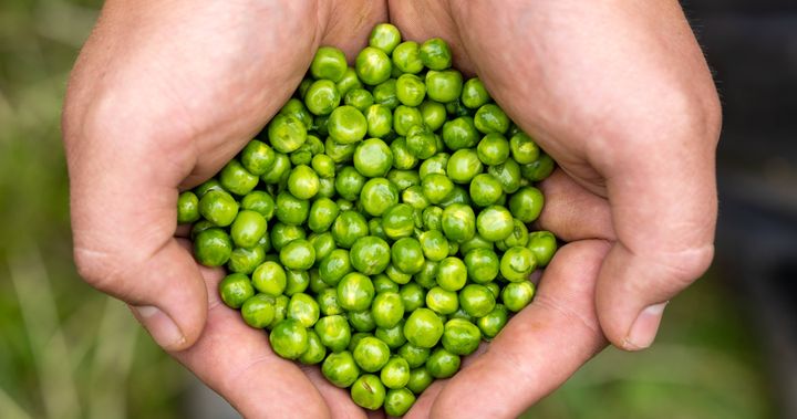 Two hands holding a pile of fresh green peas.
