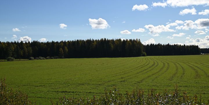 Tuohimaa-Riutanmaan hankealuetta