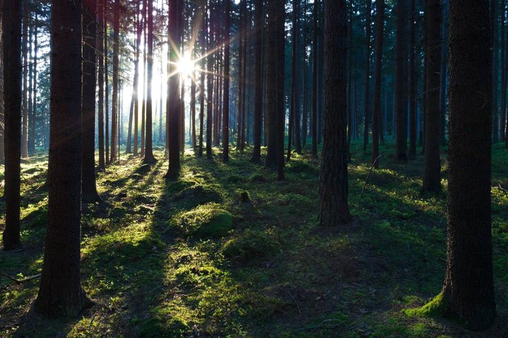 Aurinko paistaa metsässä