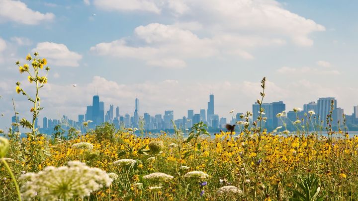 Etualalla keltaisten luonnonkukkien niitty, taustalla pilvenpiirtäjiä ja suurkaupungin silhuetti