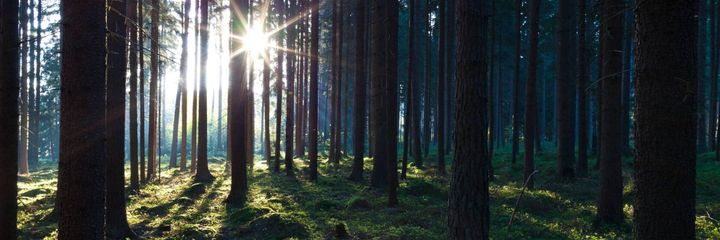Sun is shining in the forest